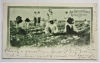 cotulla-texas-1906-postcard-of-onion-harvest-workers