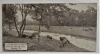 hershey-pennsylvania-unused-early-postcard-of-hershey chocolate-company-cows-in-field