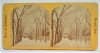 early-stereoscope-stereoview-of boston-common